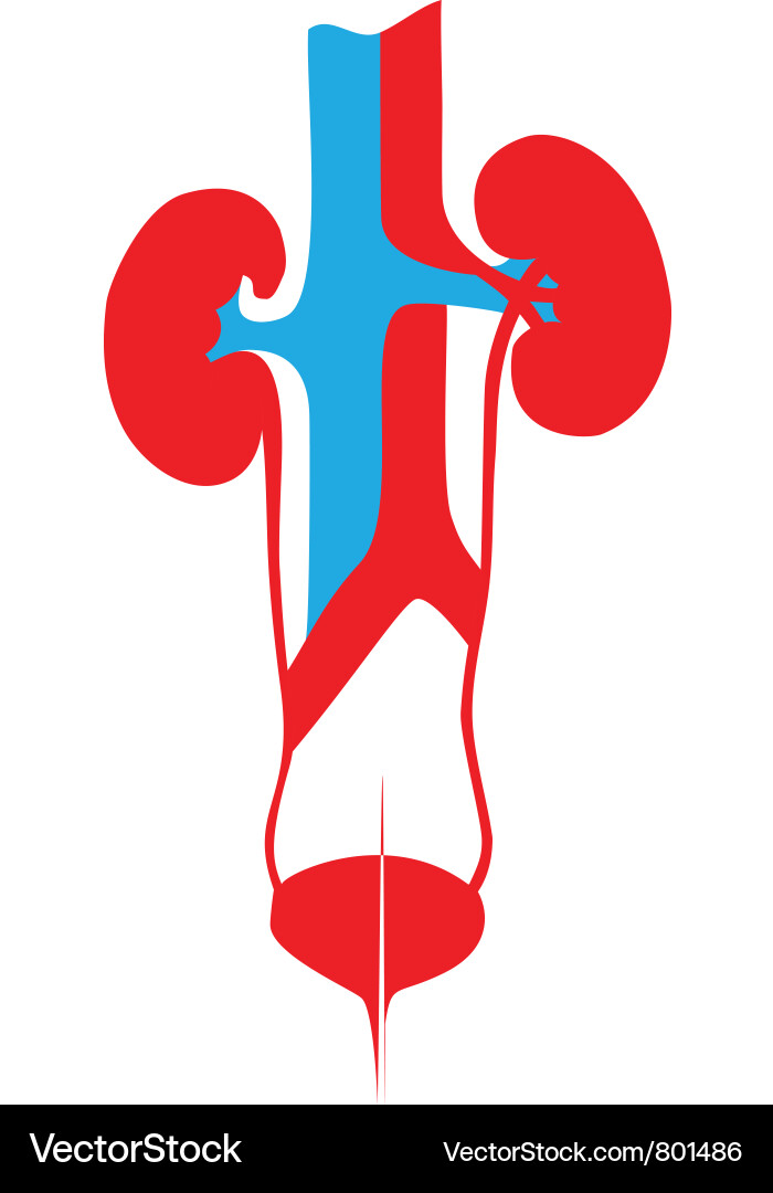 Kidneys urinary system poster Royalty Free Vector Image