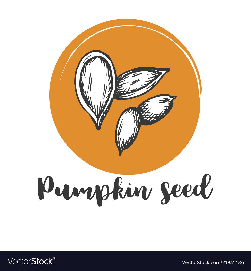 Pumpkin Seeds Stock Illustration Of Drawing 103742024, 54% OFF