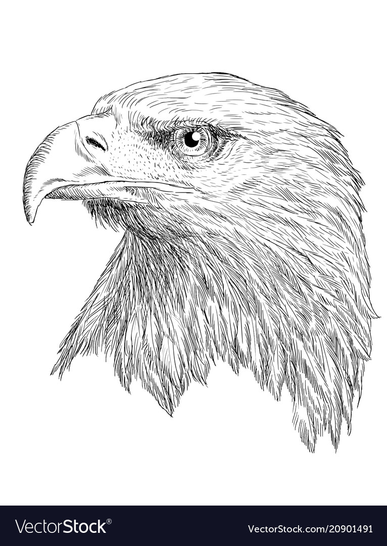 Eagle Head Drawing - How To Draw An Eagle Head Step By Step