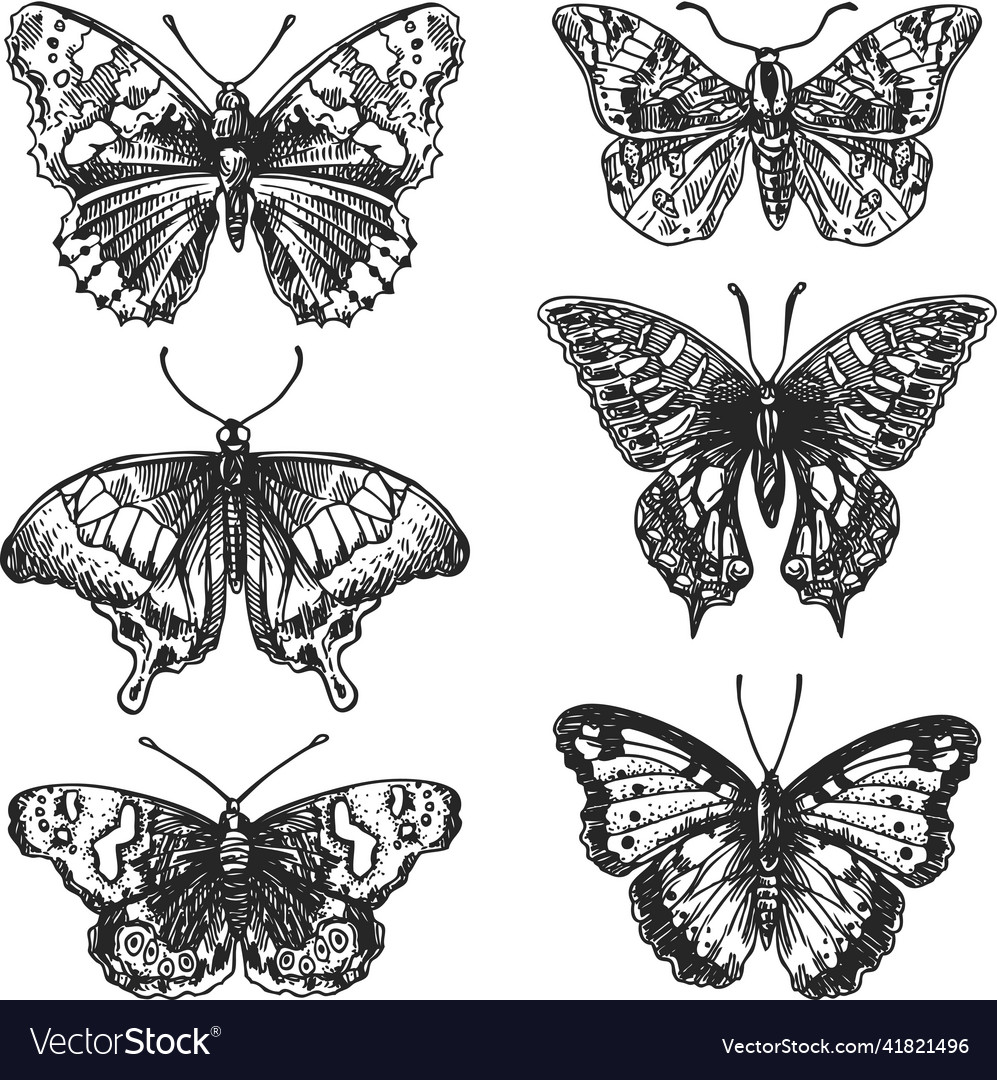 Hand drawn butterflies Royalty Free Vector Image