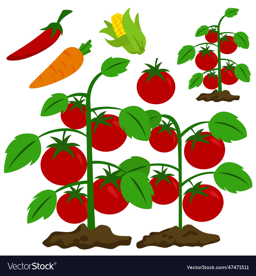 Vegetable clipart tomato corn chili Royalty Free Vector