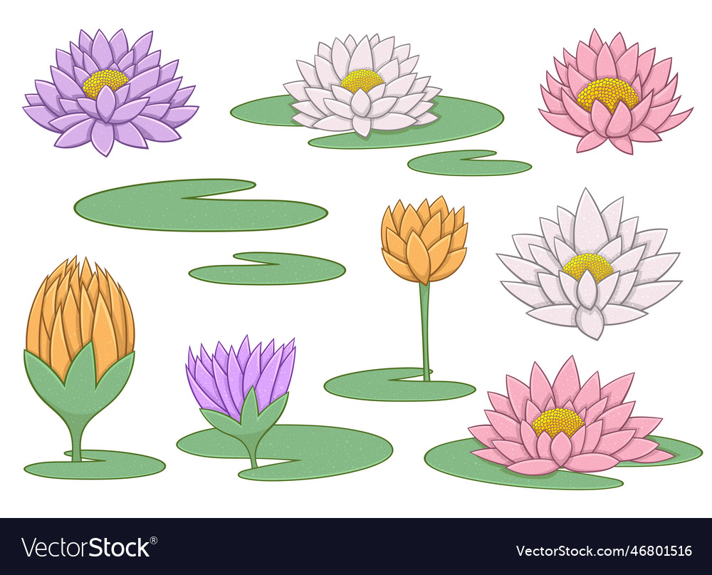 Water lily flower design isolated on background Vector Image