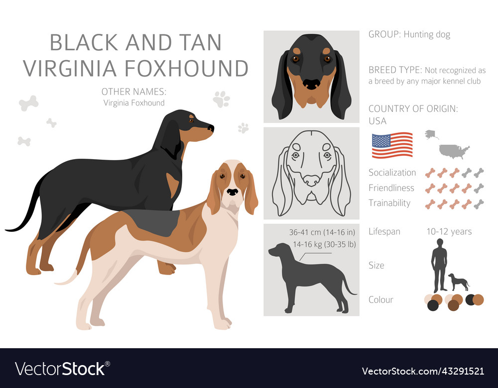 Black and tan virginia foxhound clipart different