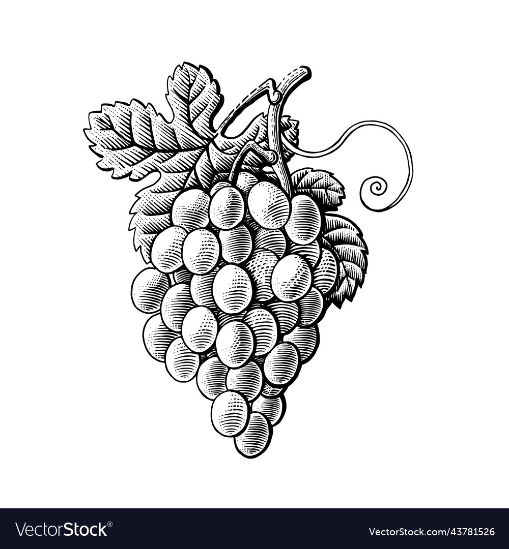 Grape branch hand drawing engraving vintage Vector Image