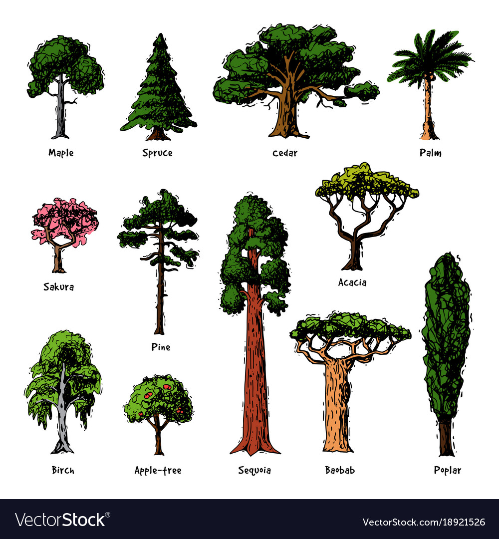 Types Of Forest Trees - Alumn Photograph