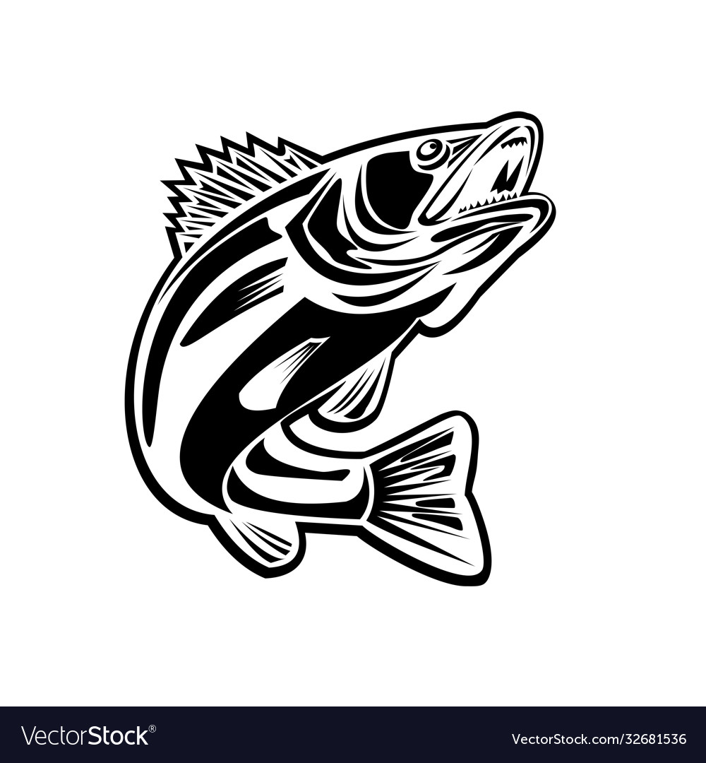 Barramundi fish jumping up retro black and white Vector Image