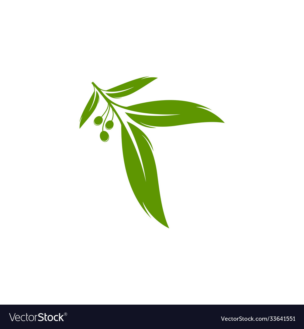 Eucalyptus leaves logo template design Royalty Free Vector