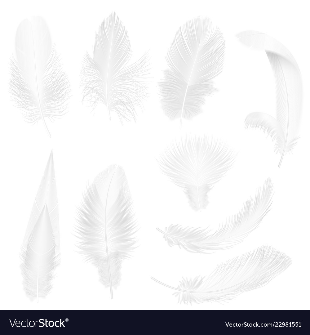 Realistic soft white feathers isolated Royalty Free Vector