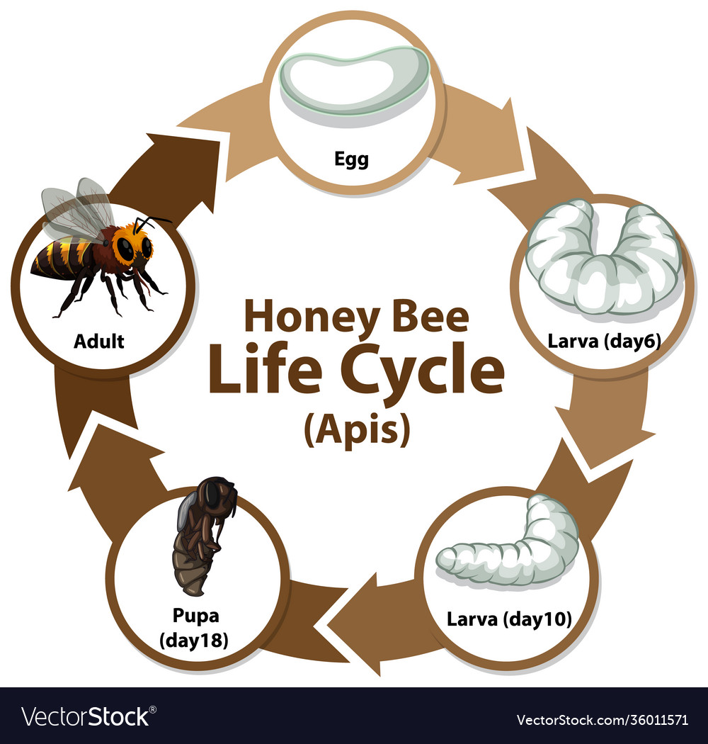 The Diagram Show The Life Cycle Of Honey Bee