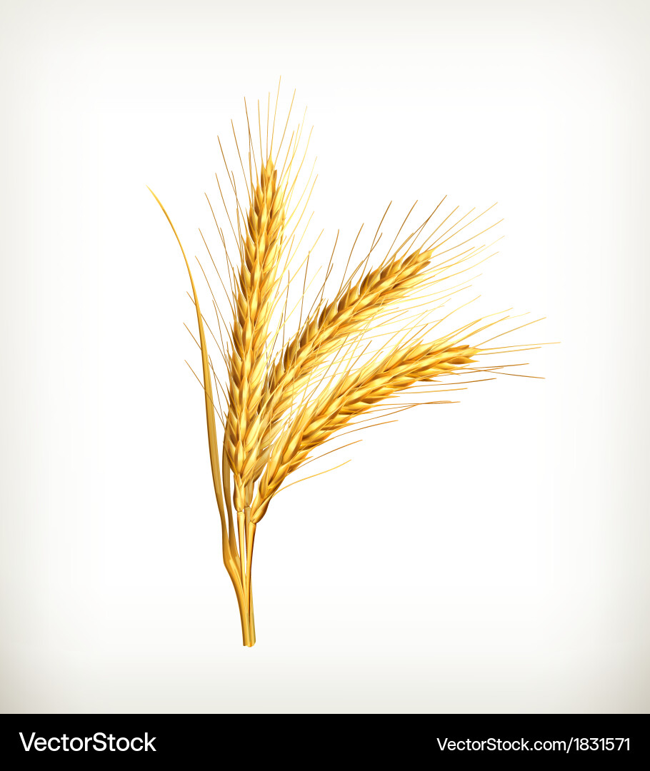 Ears wheat Royalty Free Vector Image - VectorStock