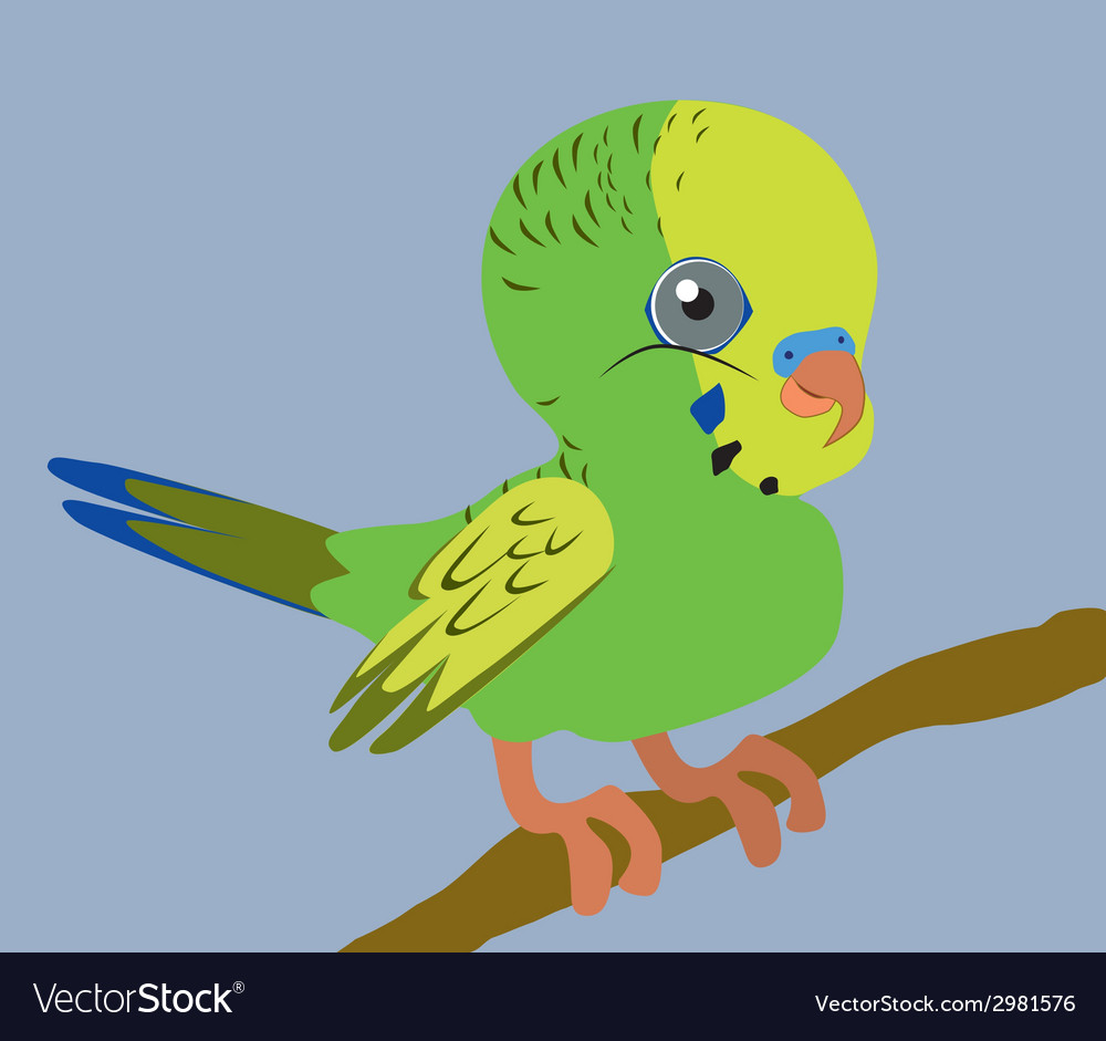 Budgie Royalty Free Vector Image - VectorStock