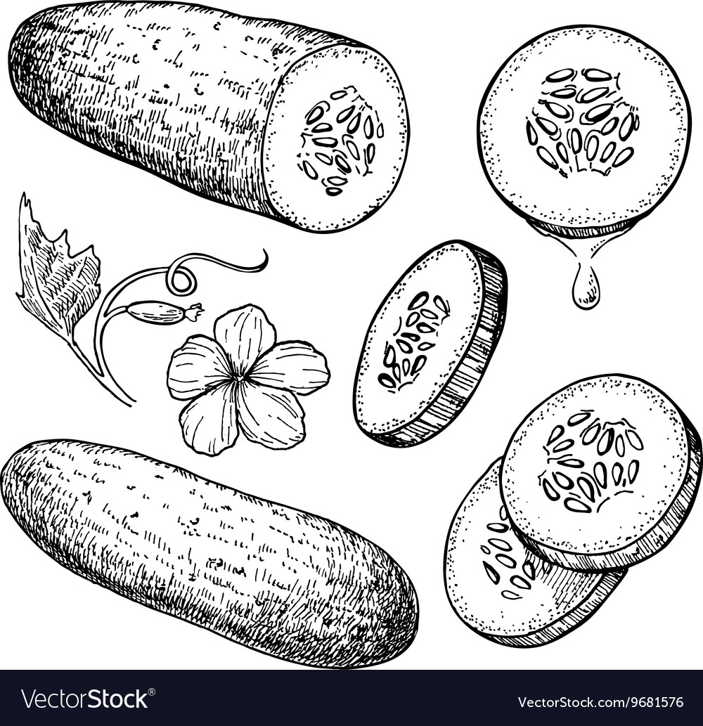 Cucumber hand drawn set Isolated cucumber Vector Image