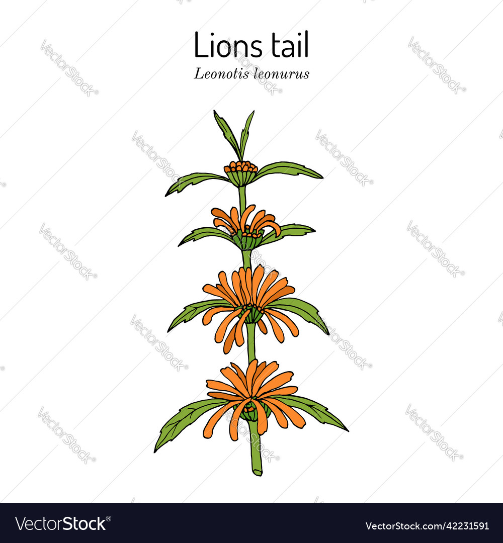 lion tail vector