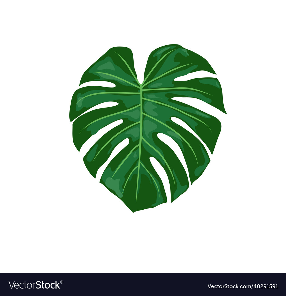 Tropical monstera leaves Royalty Free Vector Image