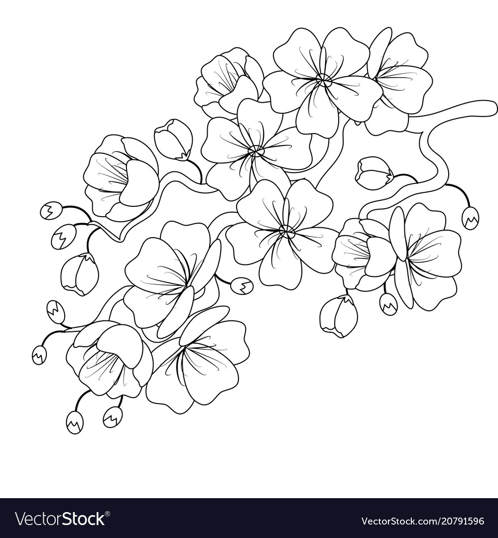 Blackandwhite sketch of a cherry blossom branch Vector Image