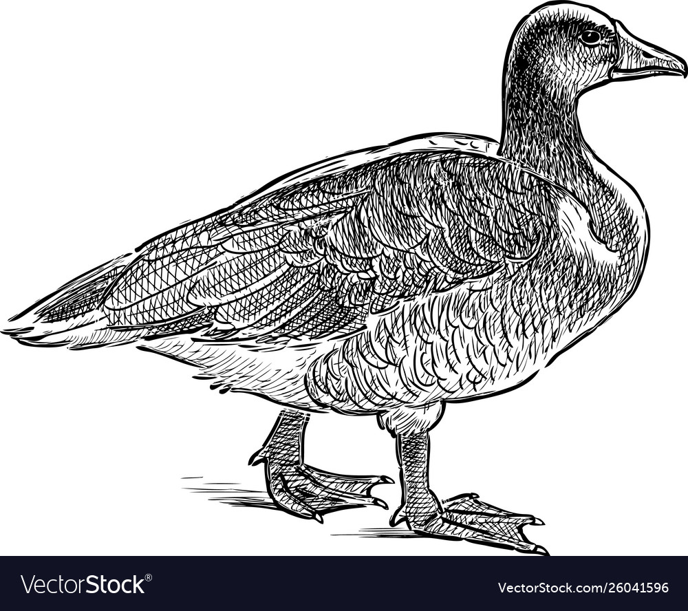 Wild duck Royalty Free Vector Image - VectorStock