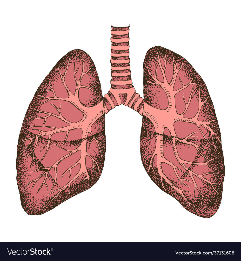 Hand drawn human lungs isolated Royalty Free Vector Image