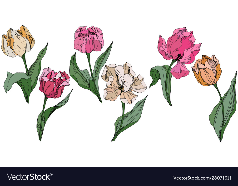 Tulip engraved ink art floral botanical Royalty Free Vector