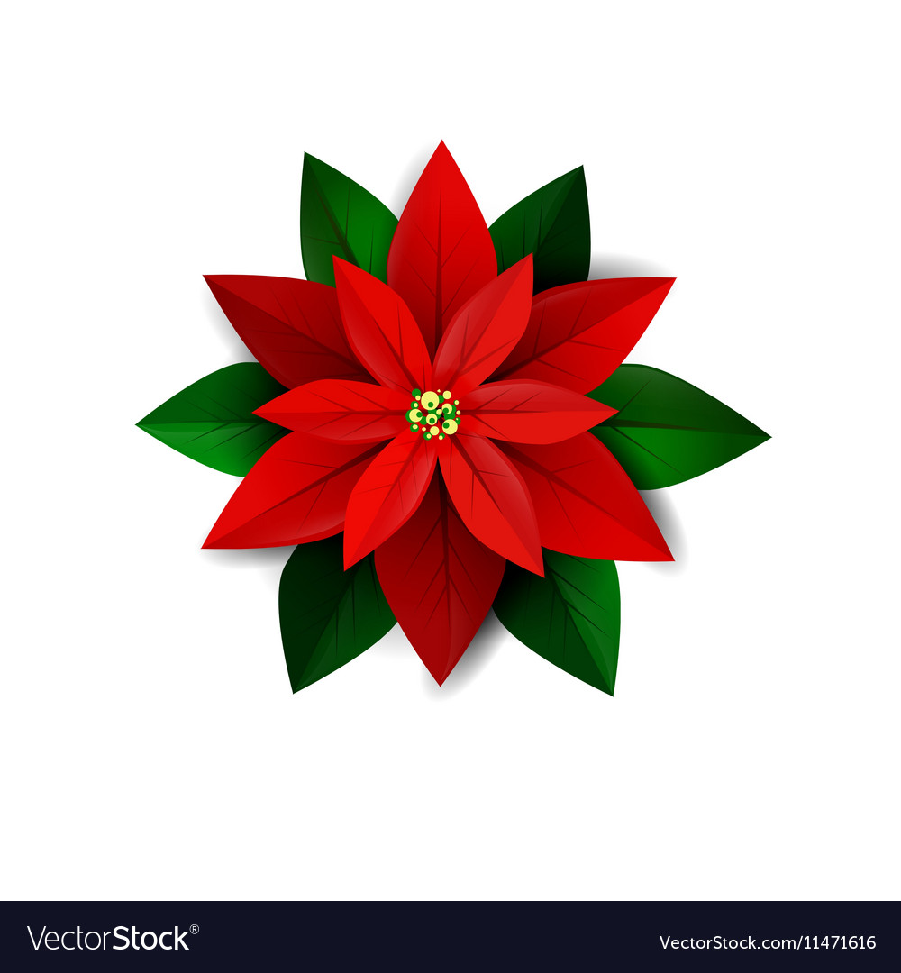 Poinsettia flower symbol christmas Royalty Free Vector Image