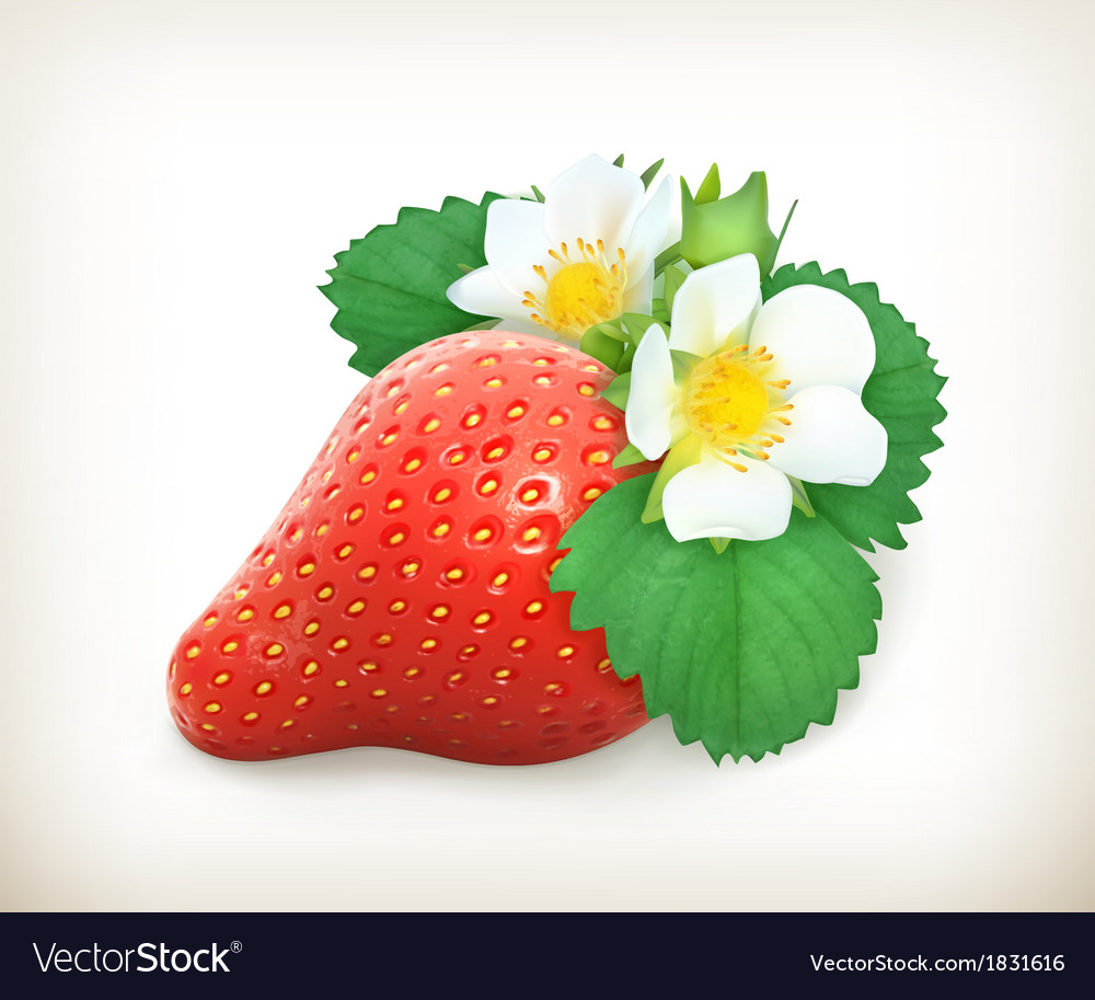 Strawberry with leaves and flowers Royalty Free Vector Image