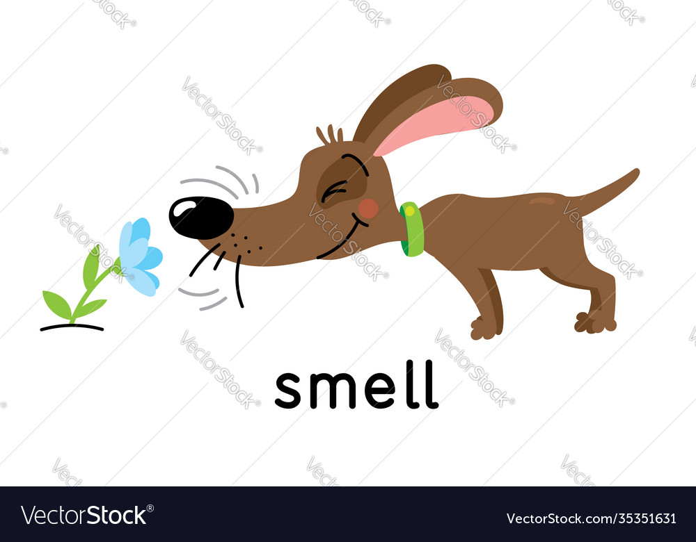 A dog sniffs a flower five senses smell Royalty Free Vector