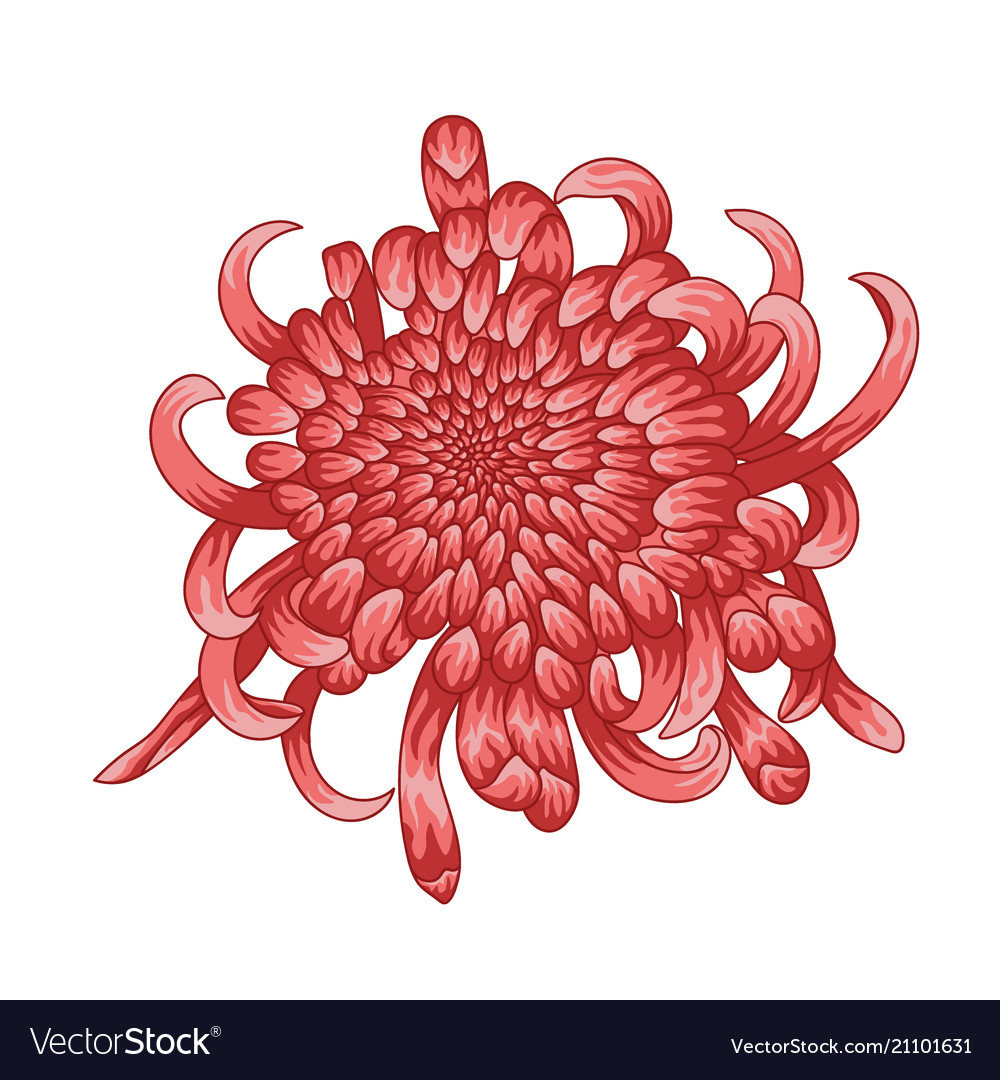 Isolated flower colored chrysanthemum Royalty Free Vector