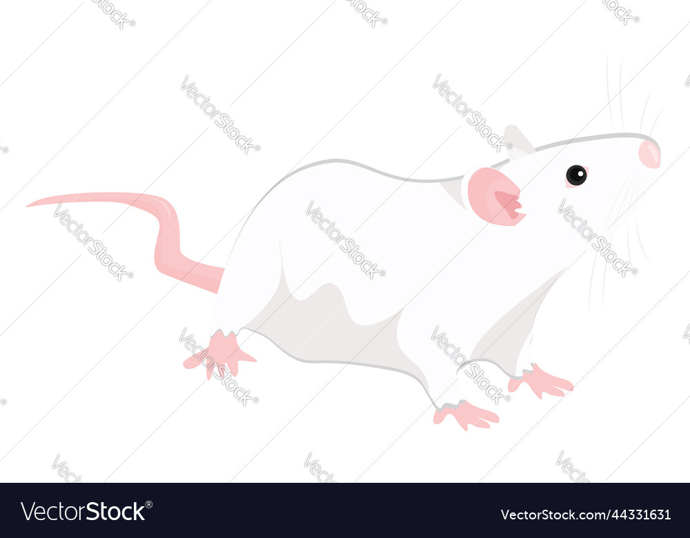 White rat on a background Royalty Free Vector Image