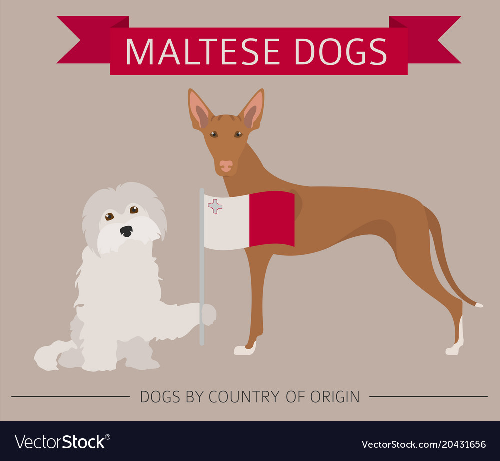 Dogs by country of origin maltese dog breeds Vector Image
