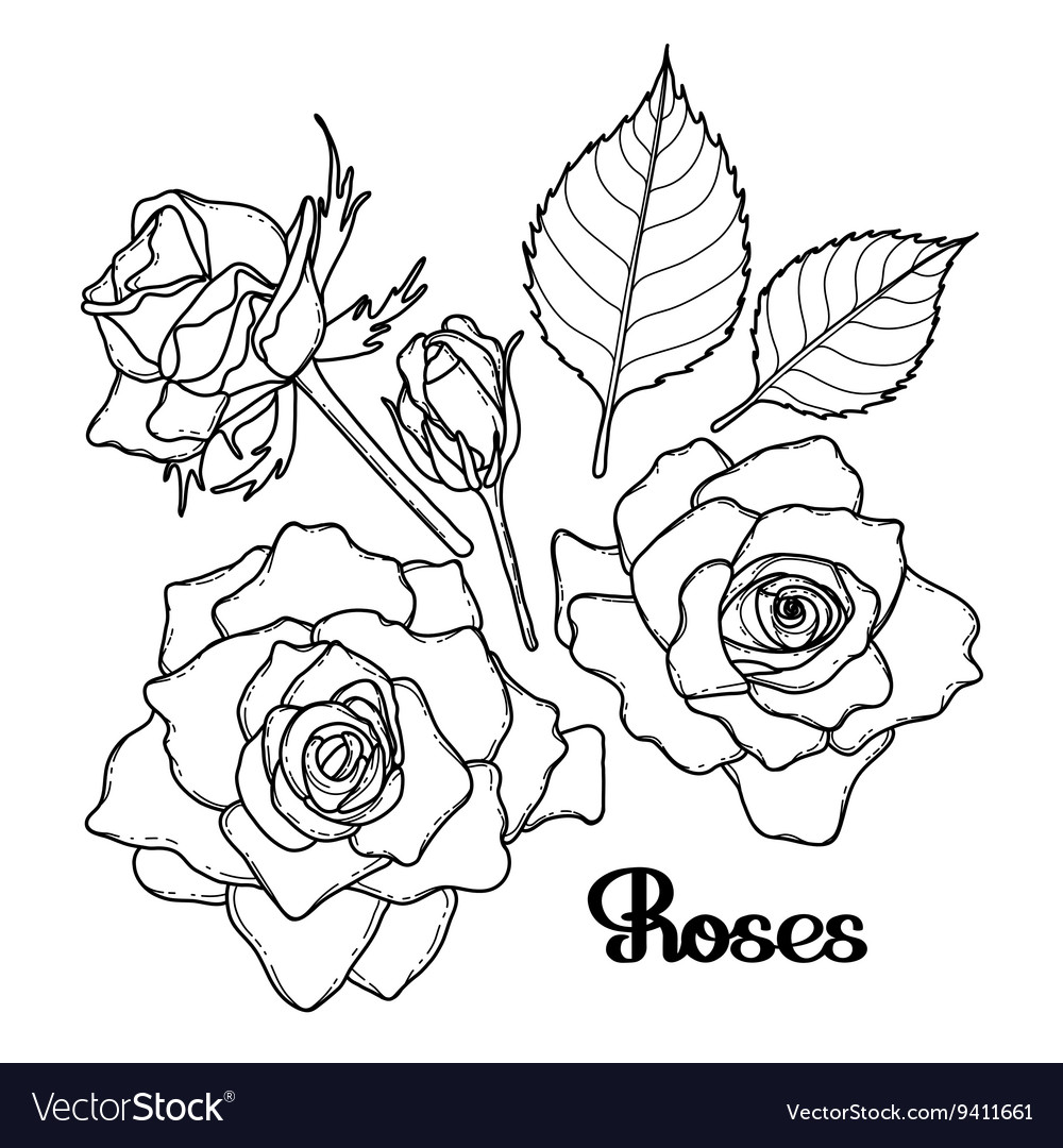 Graphic roses collection Royalty Free Vector Image