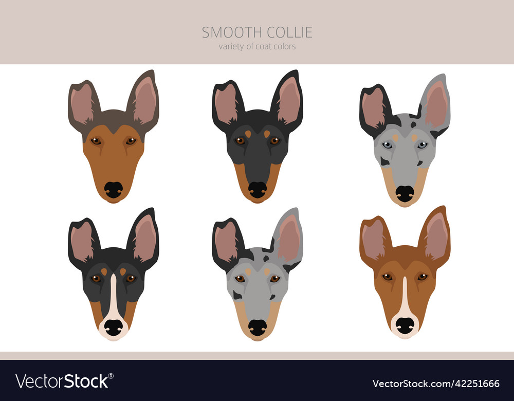 Smooth collie coat colors different poses clipart Vector Image