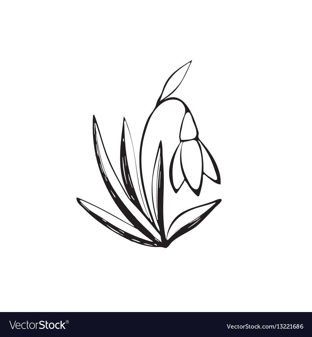 Snowdrop sketch icon Royalty Free Vector Image