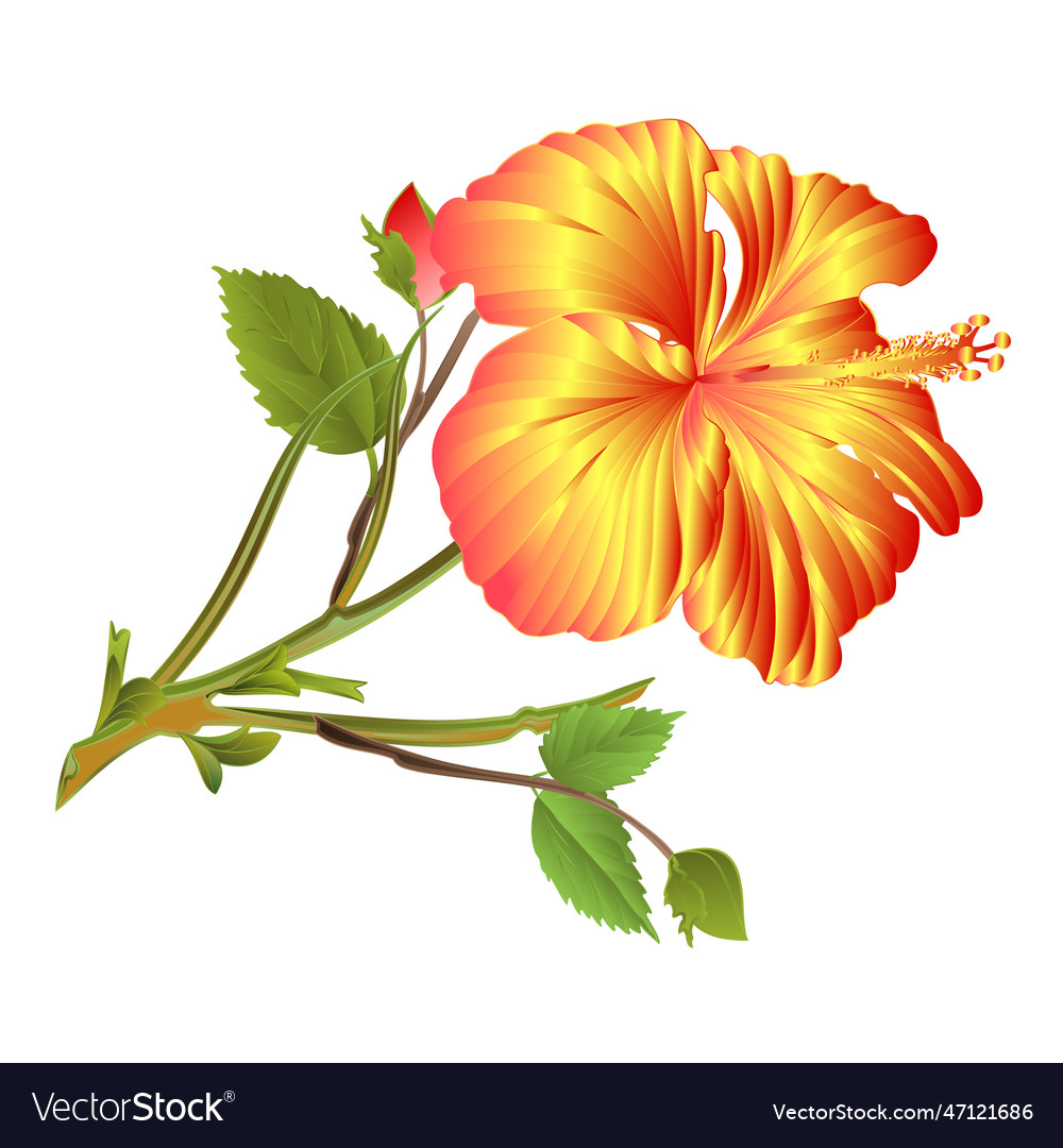 Tropical plant yellow hibiscus flower Royalty Free Vector