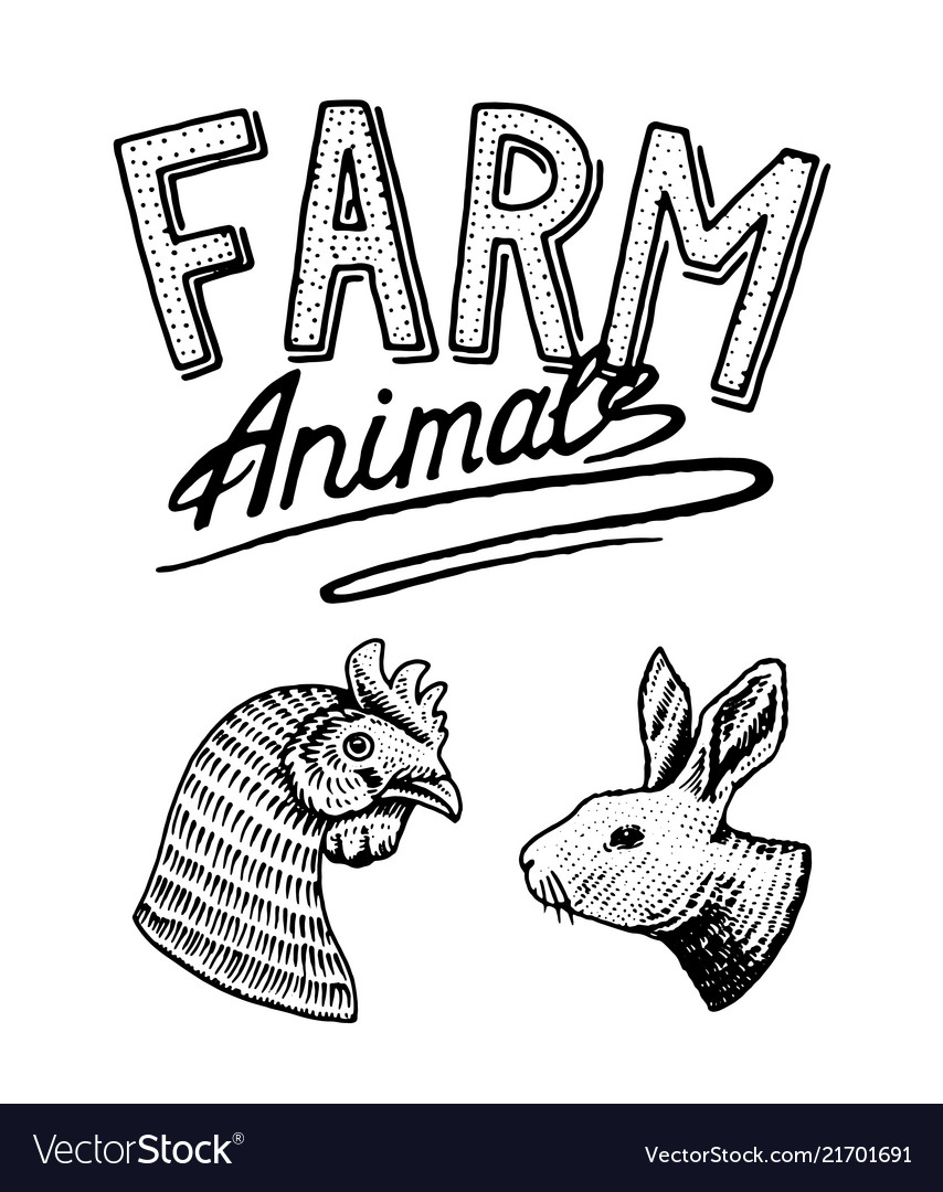 Farm animal head of a domestic bird cock vector image Farm animal head of a domestic bird cock