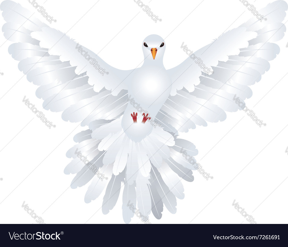 White pigeon Royalty Free Vector Image - VectorStock