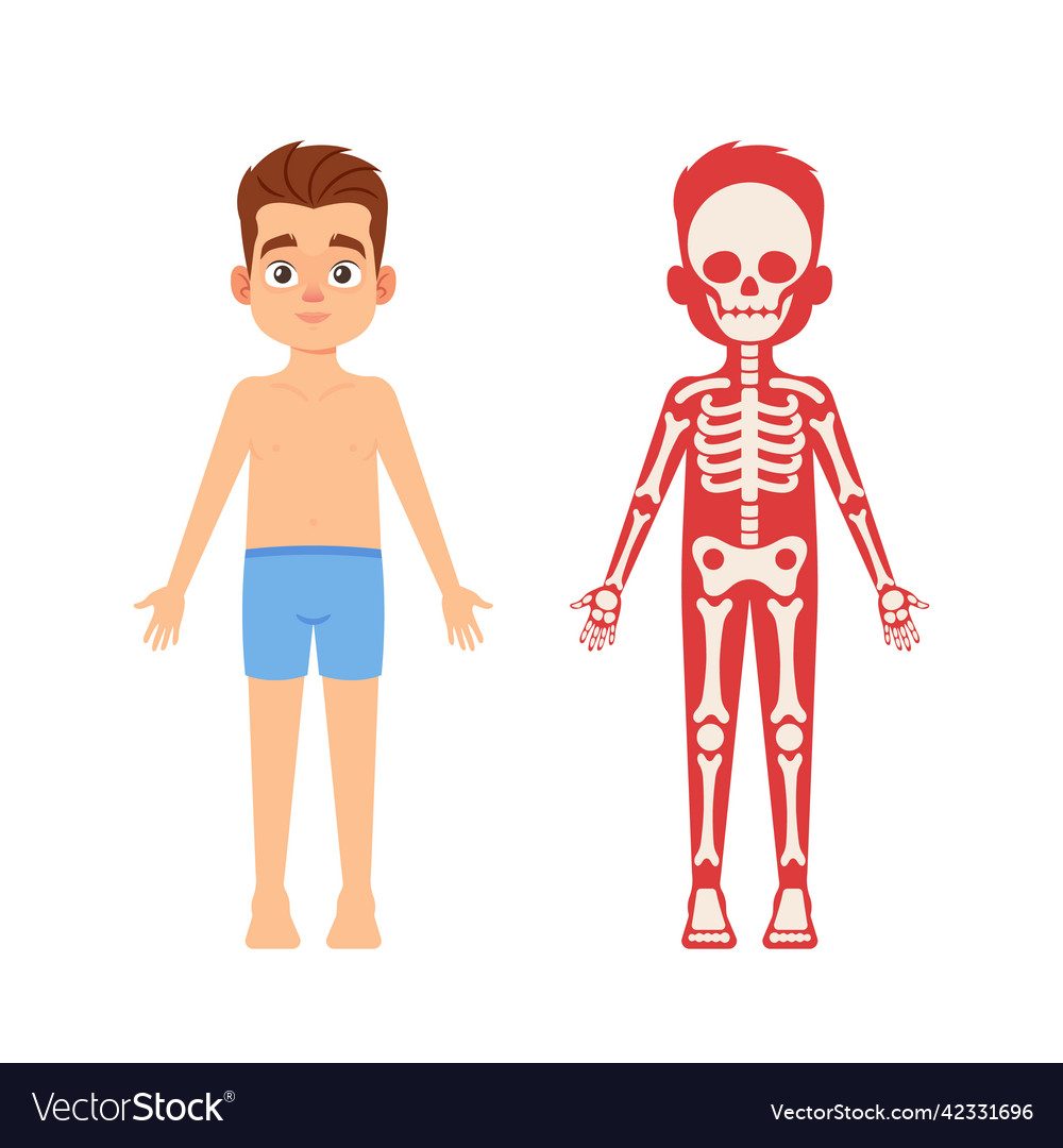 Anatomy medicine science for children concept Vector Image