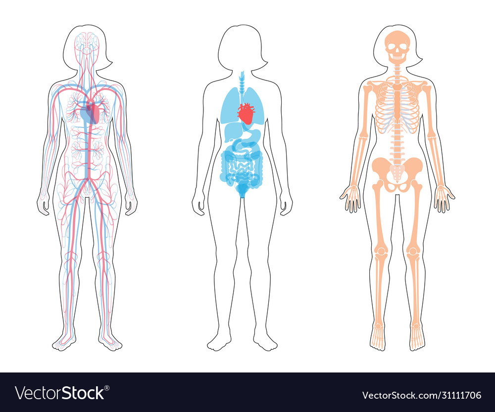 Woman Body Diagram / Female Human Internal Organs Vector Images Over 2 300