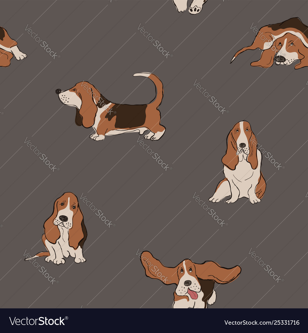 gray basset hound