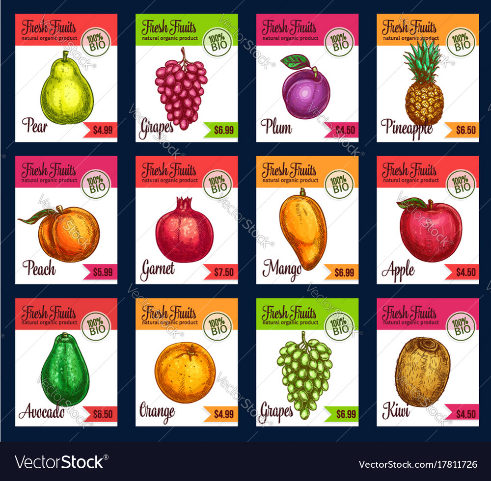 Price cards of sketch tropical exotic Royalty Free Vector