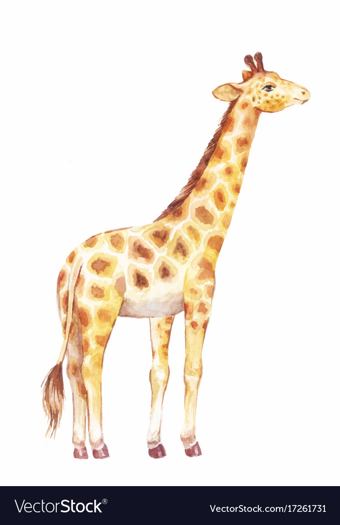 giraffe-watercolor-royalty-free-vector-image-vectorstock