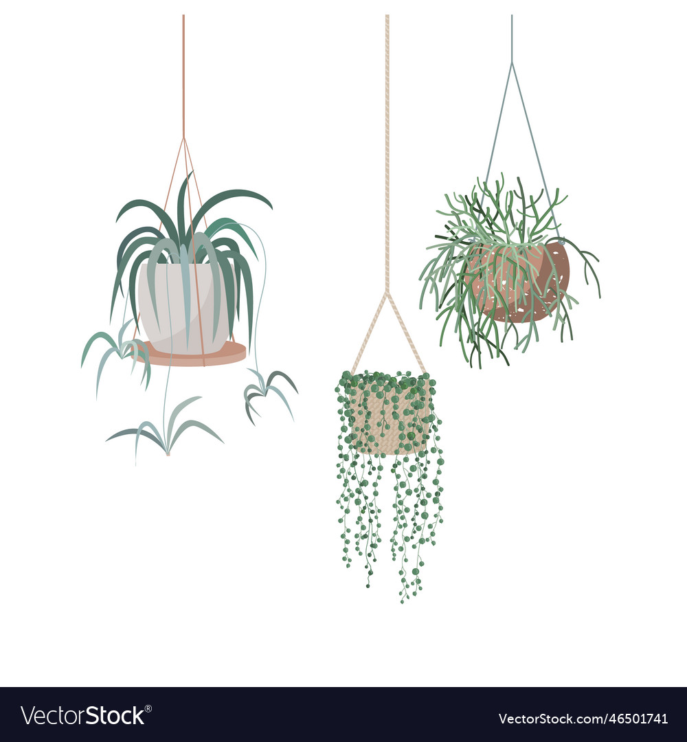 Hanging houseplants set in flowerpots flat hand Vector Image