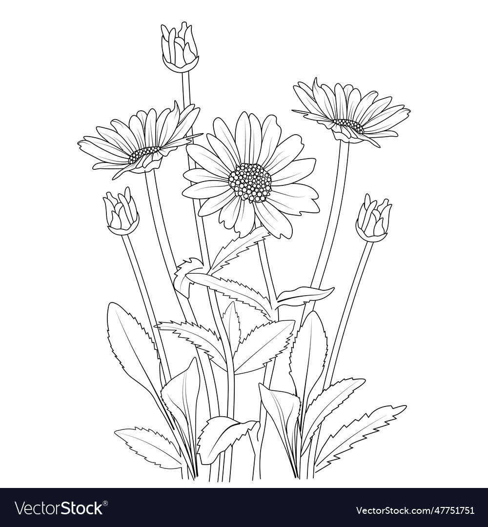 Daisy flower branch line art coloring art Vector Image