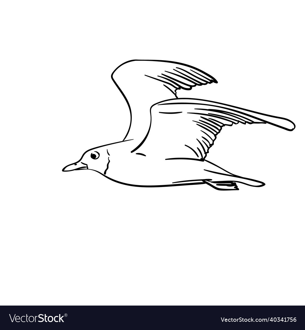 Seagull Royalty Free Vector Image - VectorStock