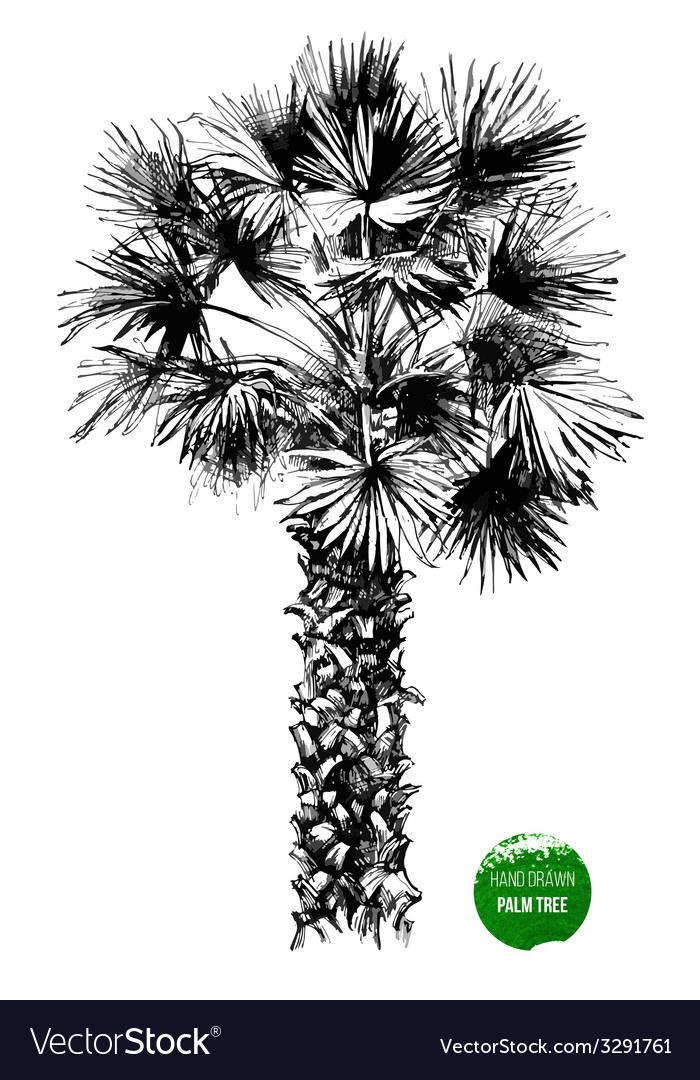 Hand Drawn Palm Tree Royalty Free Vector Image