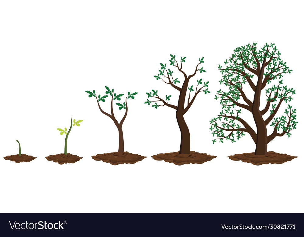 Tree Growth Stages Royalty Free Vector Image VectorStock