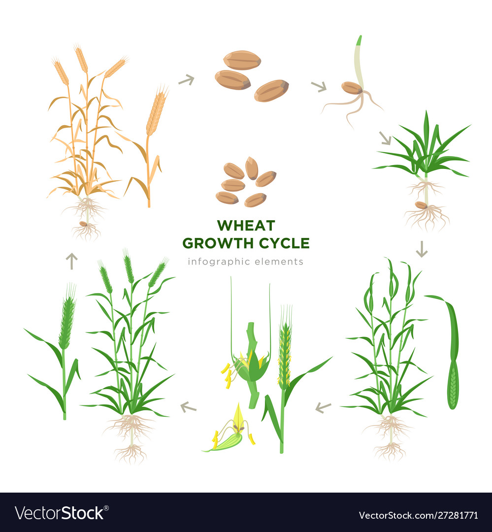 Wheat growing stages life cycle plant Royalty Free Vector