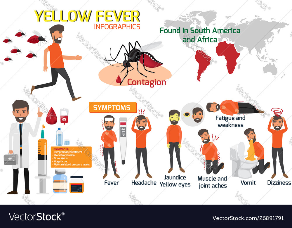 Yellow fever infographic elements symptoms Vector Image