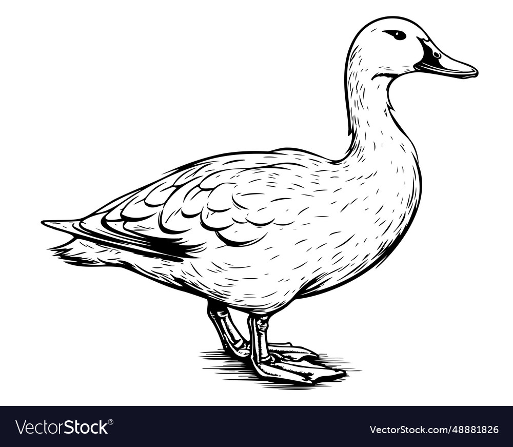 Duck standing sketch hand drawn Royalty Free Vector Image