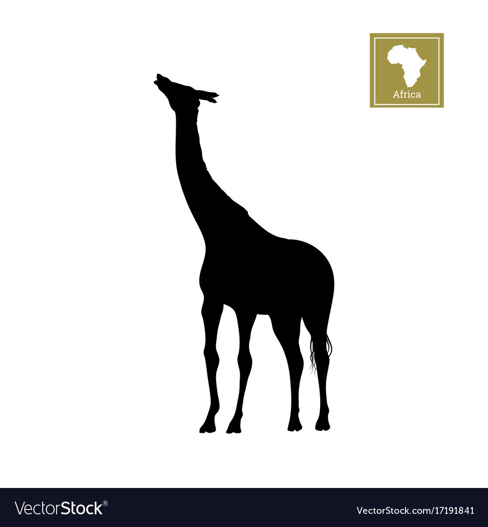 Black silhouette of a giraffe on white background