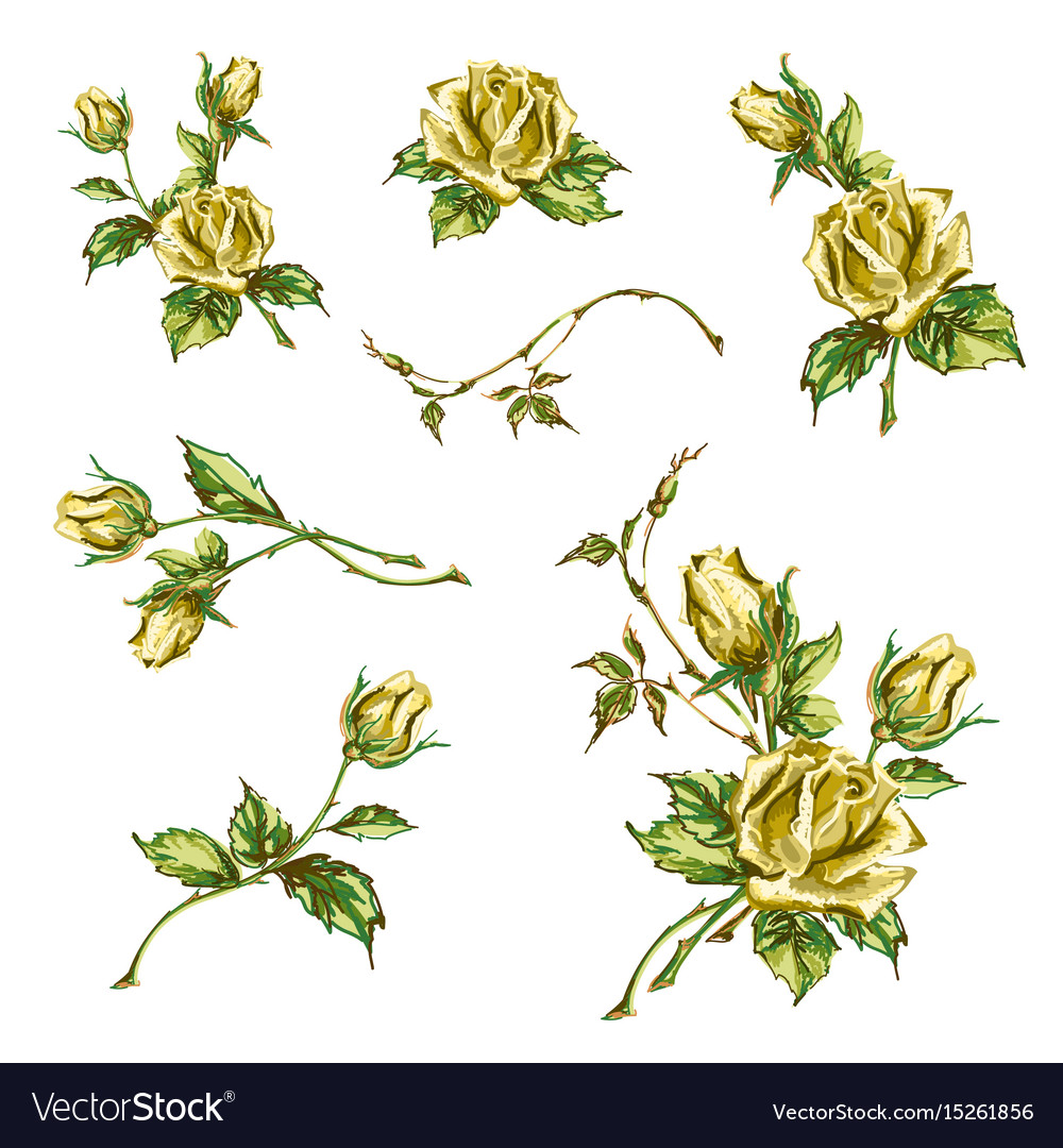 Hand drawn roses Royalty Free Vector Image - VectorStock