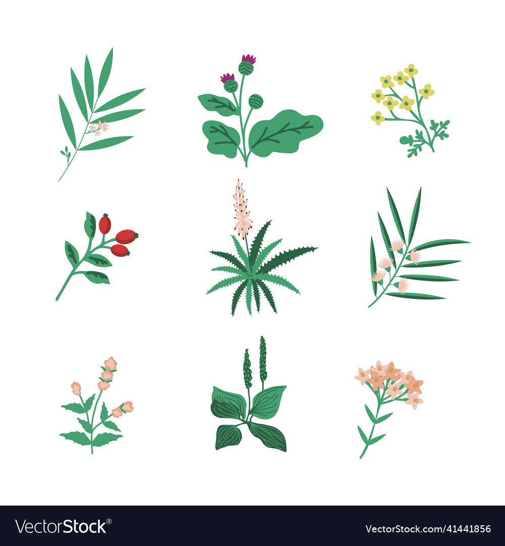 Medicine herb set Royalty Free Vector Image - VectorStock